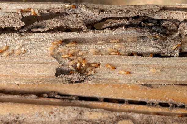 Best Flea Control Services  in Harwich Port, MA